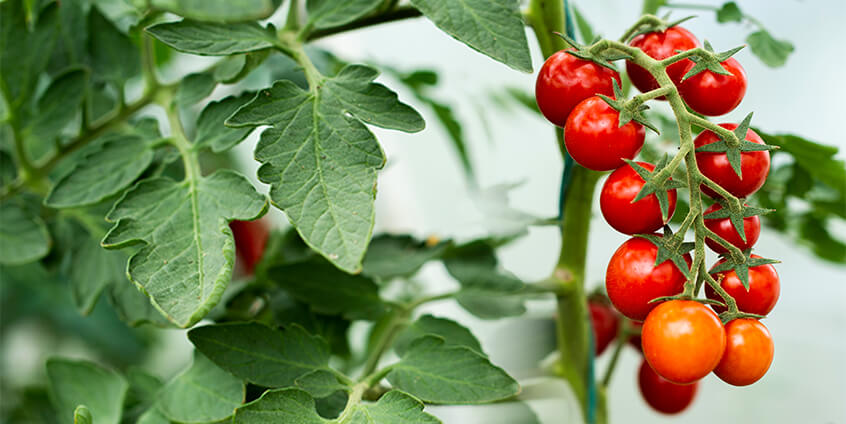 smart-greenhouse-solution-mauritius.jpg